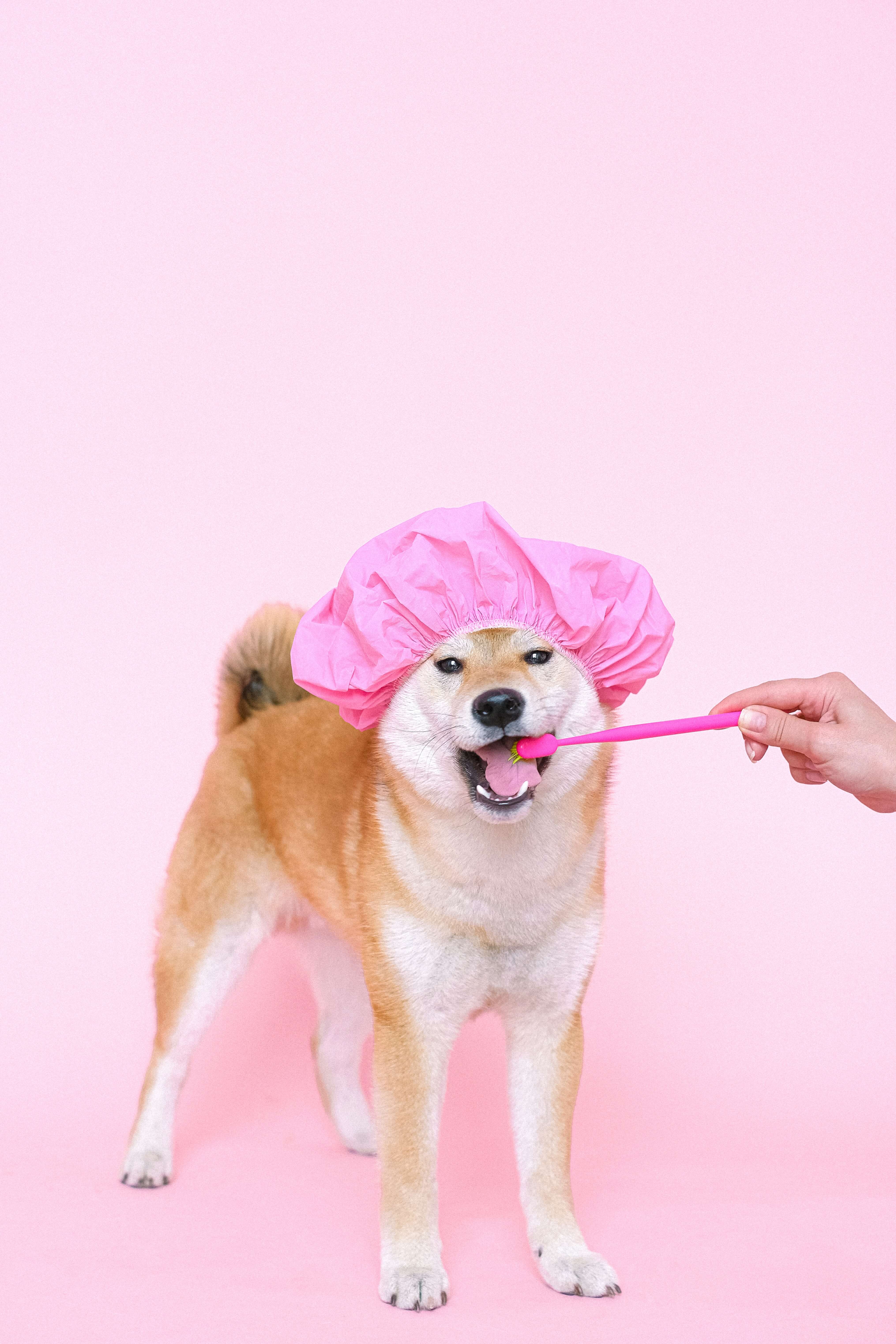 dog with a toothbrush